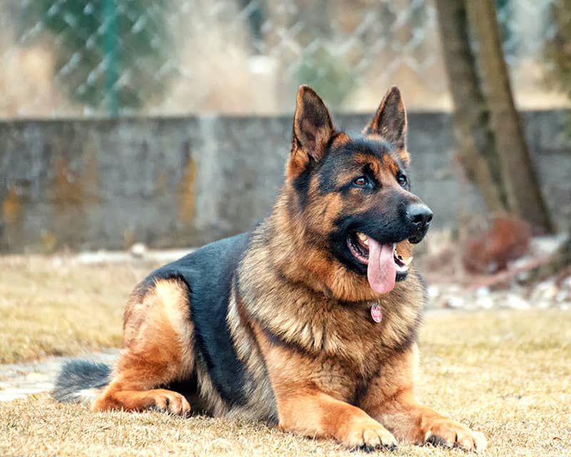 German Shepherd