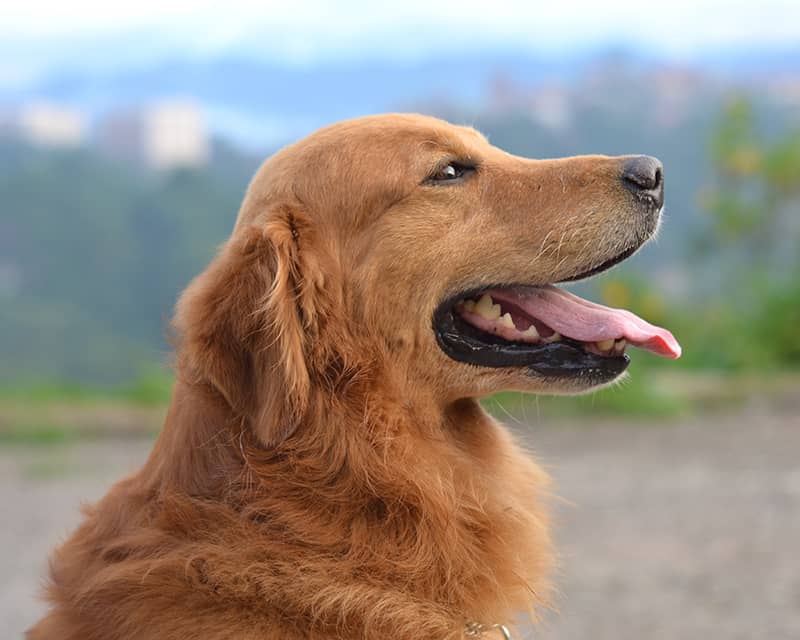 Golden Retriever