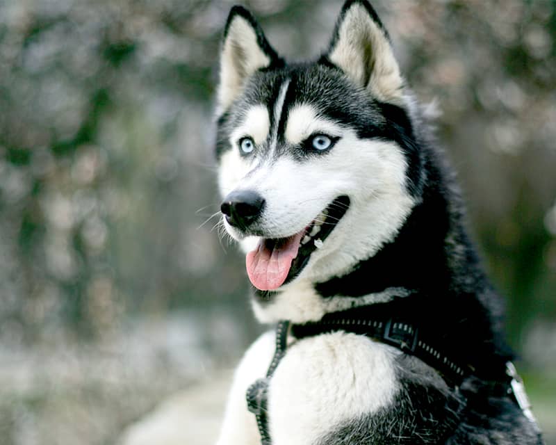Husky